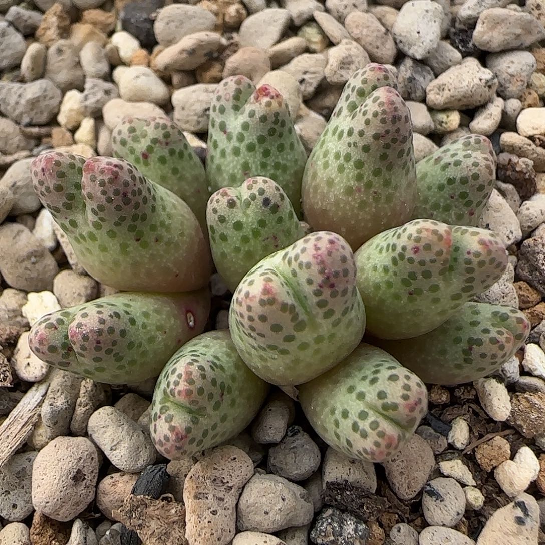 11-26-10-3当天满38包邮特选大泡点12头日系园艺955d脱土