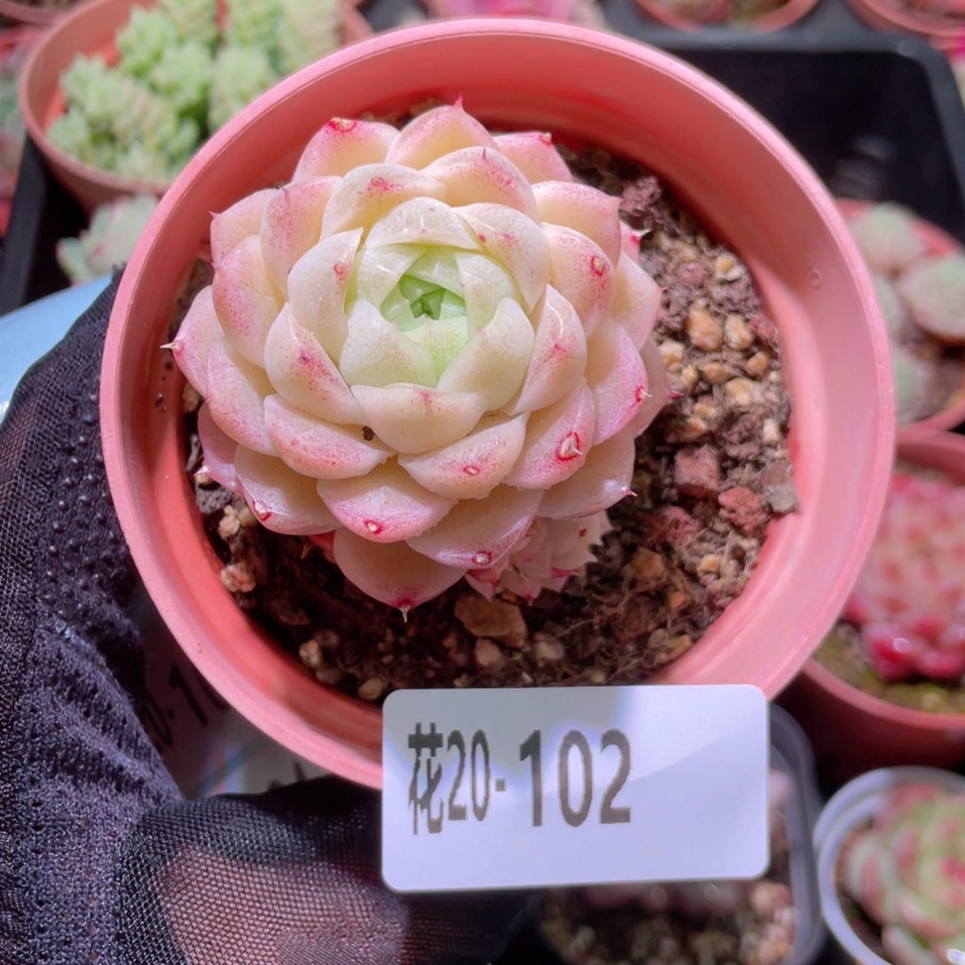 花利美20-102麦秆