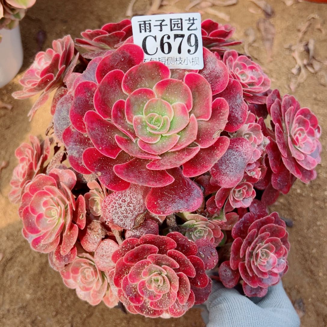 679爱神尺寸20左右