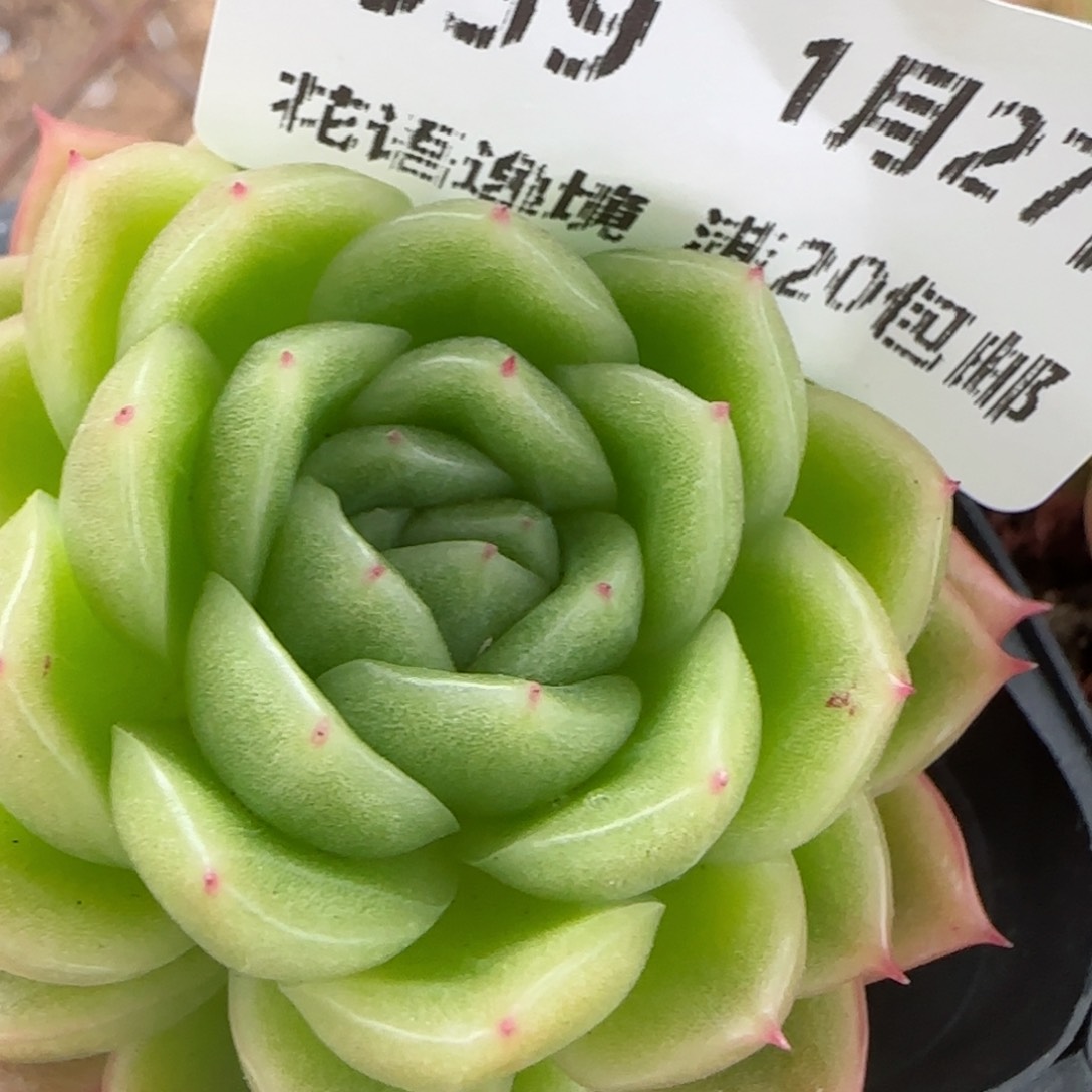 花语逸镜0127-659