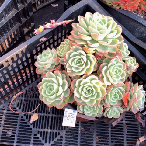 G****j1702哈密瓜多肉