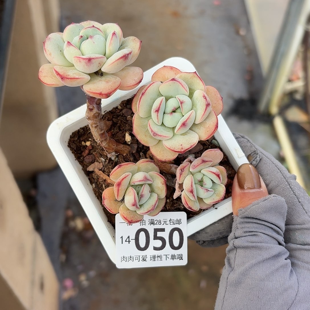 白底香草无盆土发货无盆