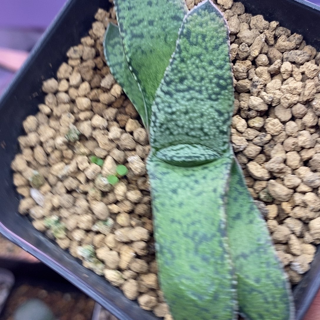 不带盆脱土裸根发货