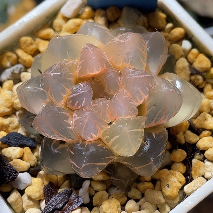 711糊斑水中月锦亚成株