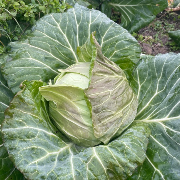 牛心菜重庆新鲜包菜尖包菜 现摘卷心菜莲花白当季农家自产蔬菜