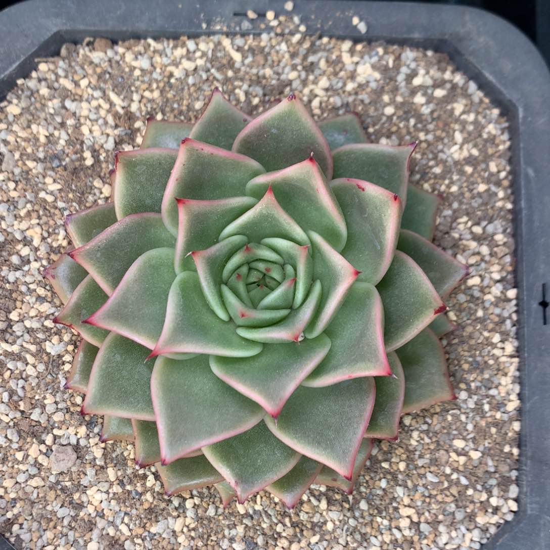 声朵香多肉福利啦