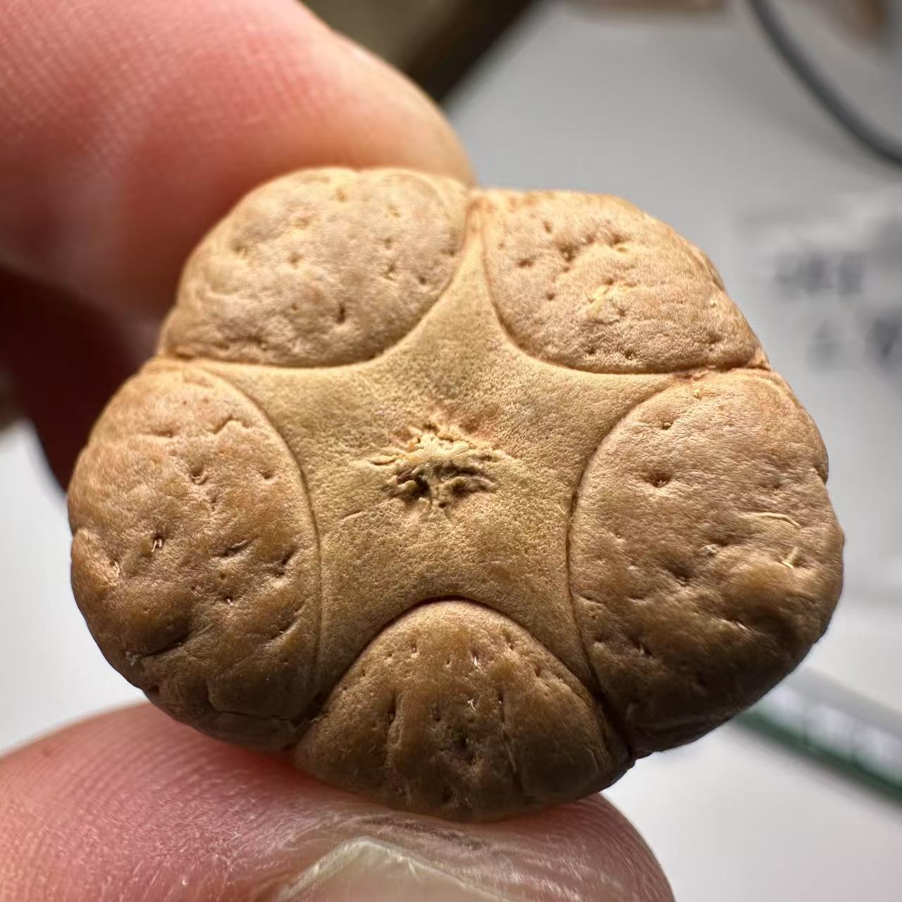 尼泊尔五星菩提，尺寸24，sss系列，货号1