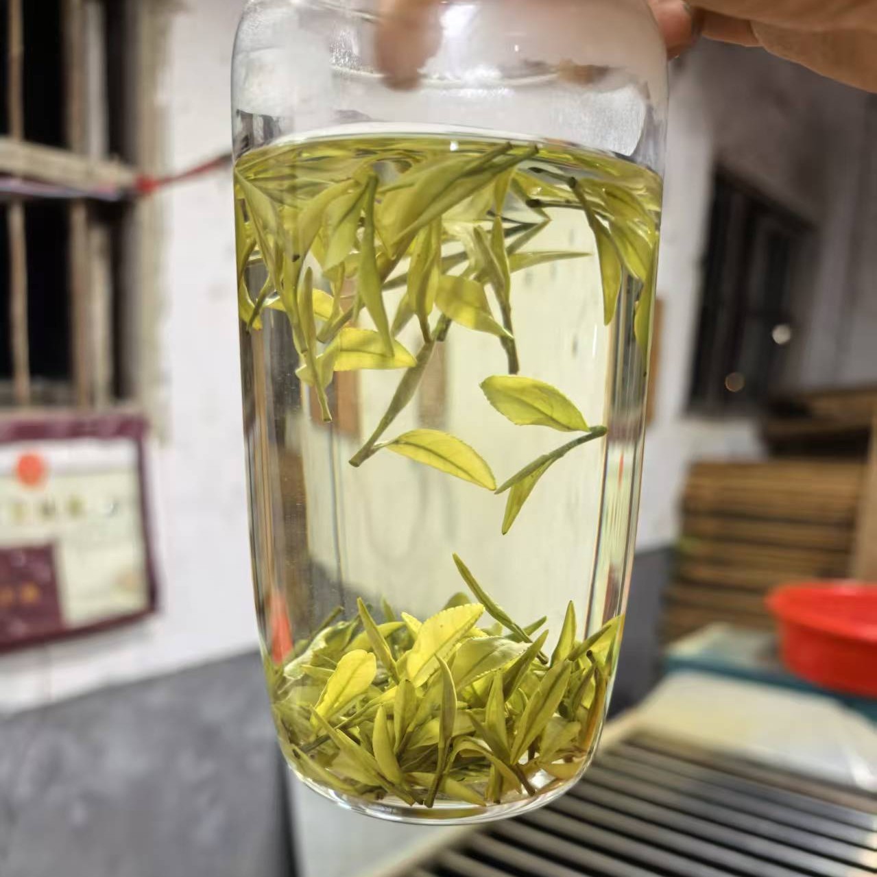 【茶之缘】2025年新茶绿茶金镶玉清香型兰花香现炒