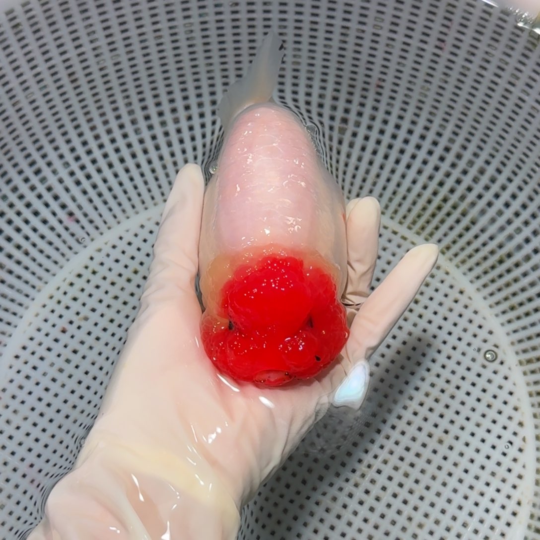 金鱼精品高货金鱼