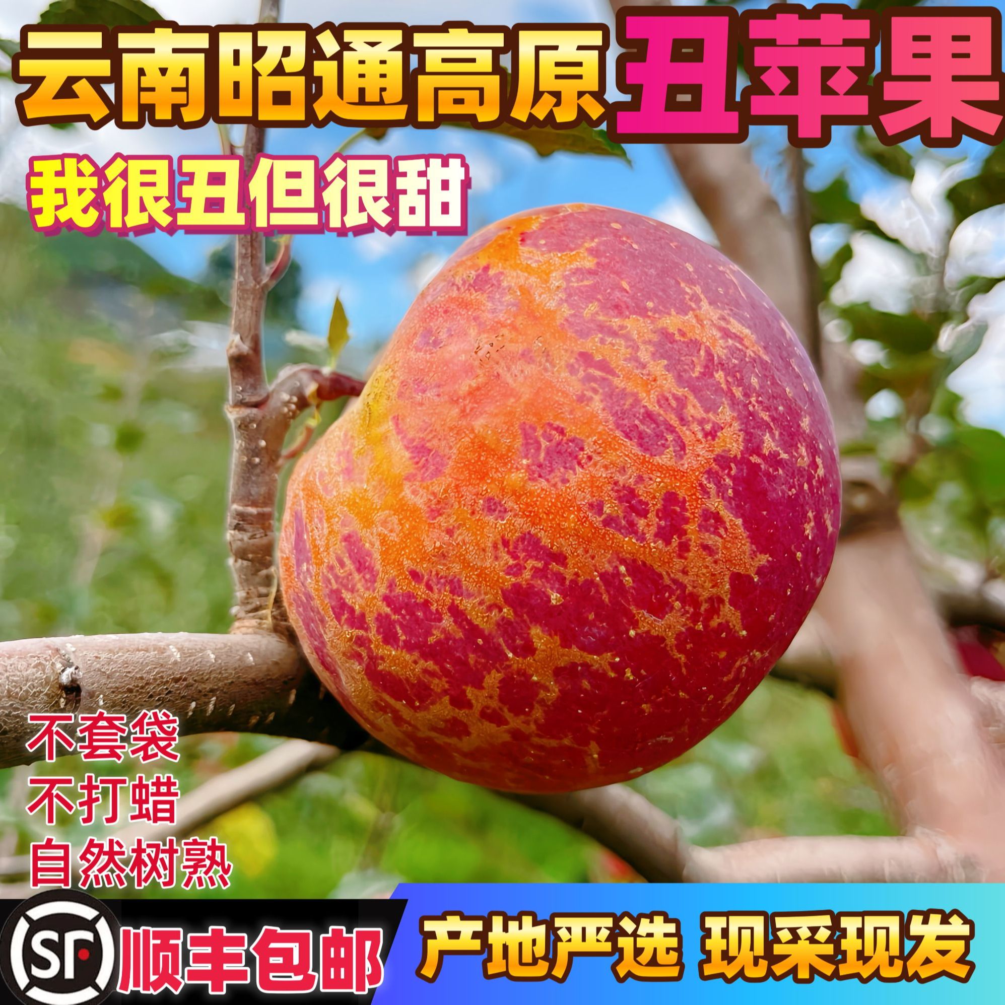 【顺丰明天到】2025正宗云南昭通高原丑苹果新鲜应季水果脆甜孕妇昭通苹果云南省