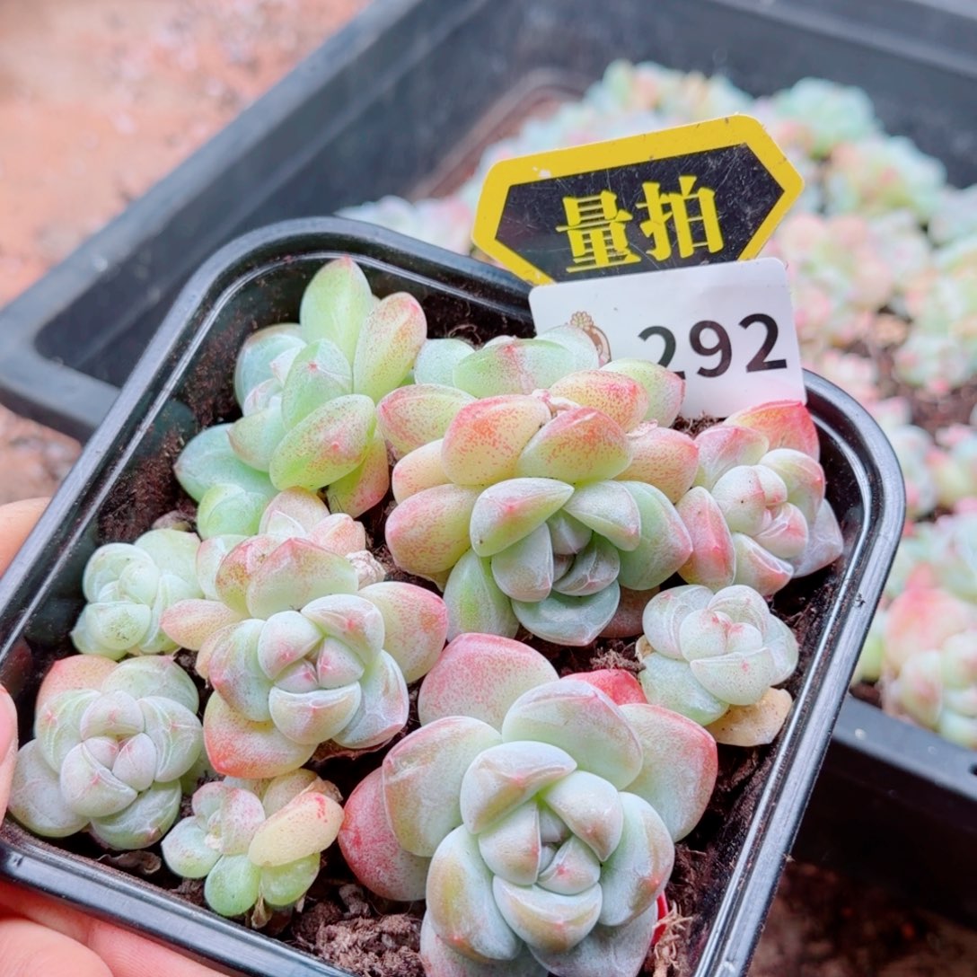 多肉植物多肉植物