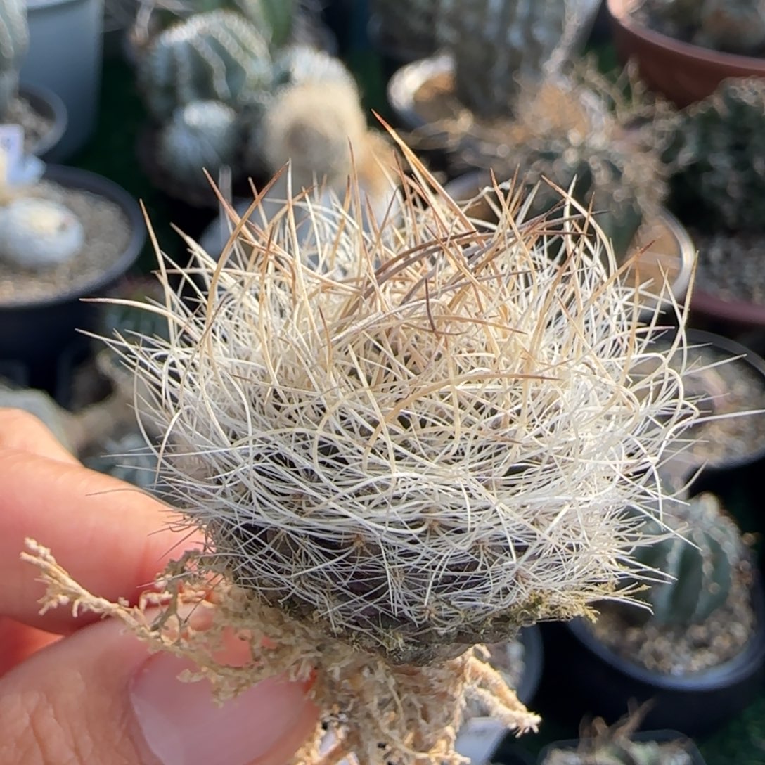 901实生 仙人球 111