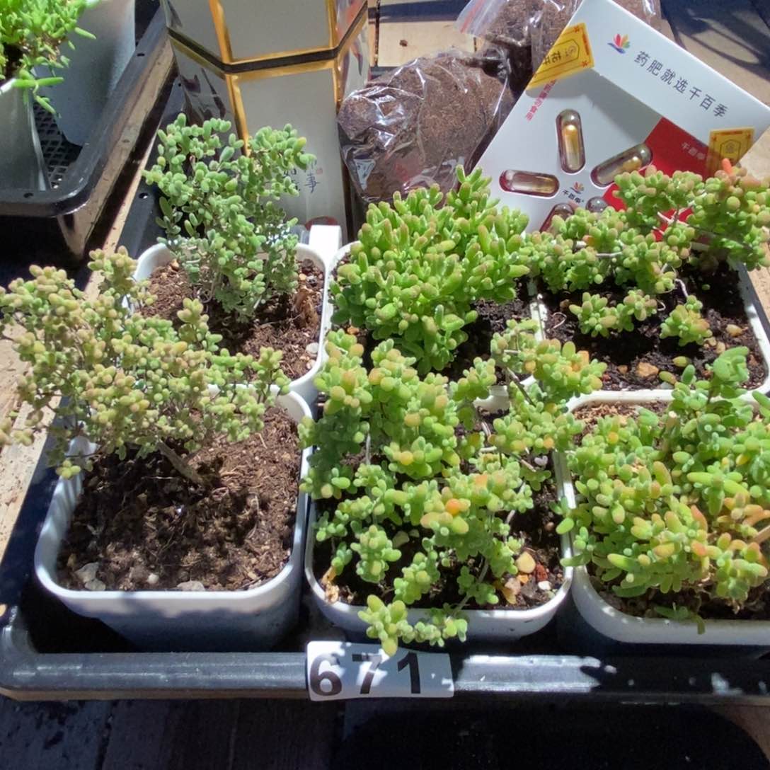 枝干番杏多肉植物671