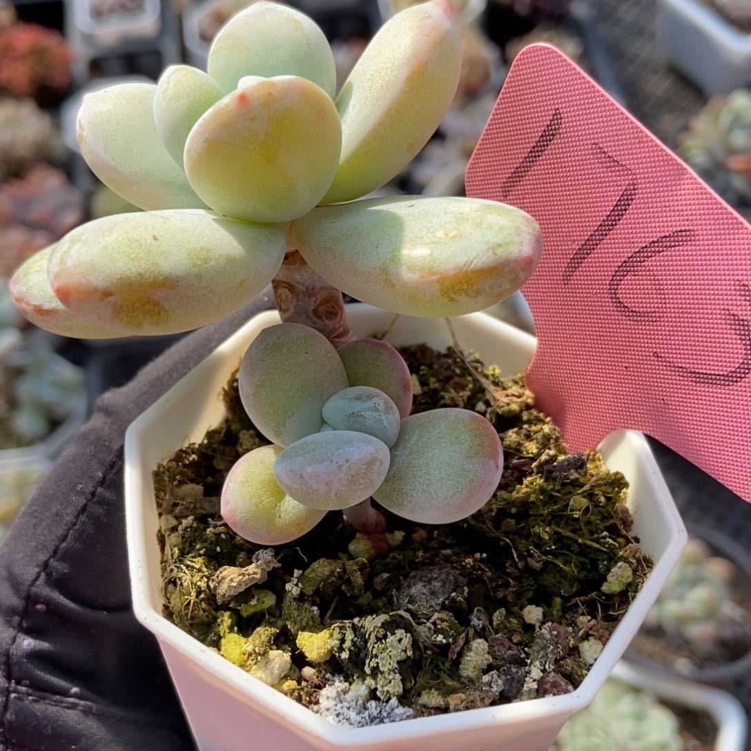 1763雪美人多肉植物保护