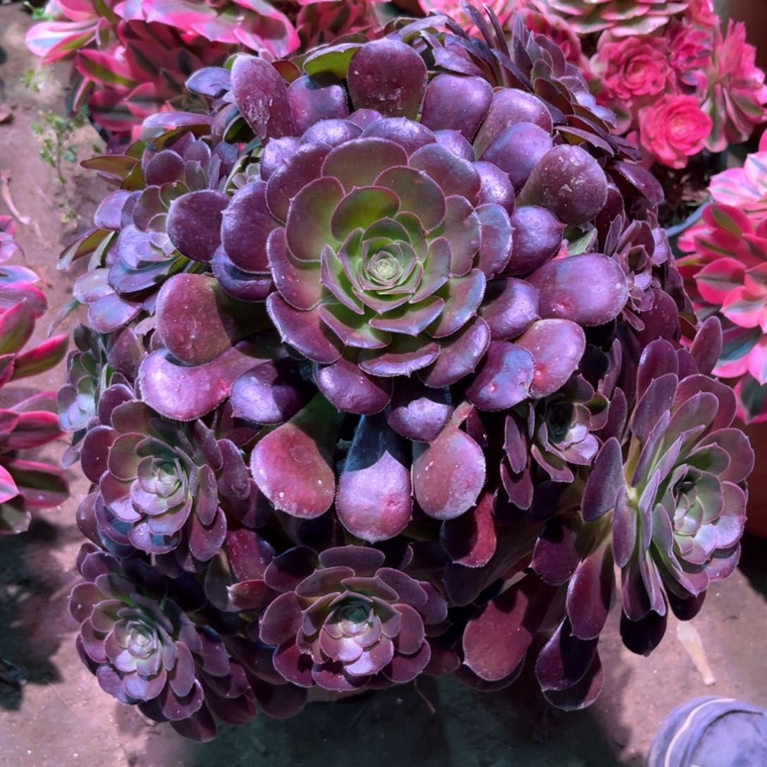 多肉植物荷兰玫瑰1071