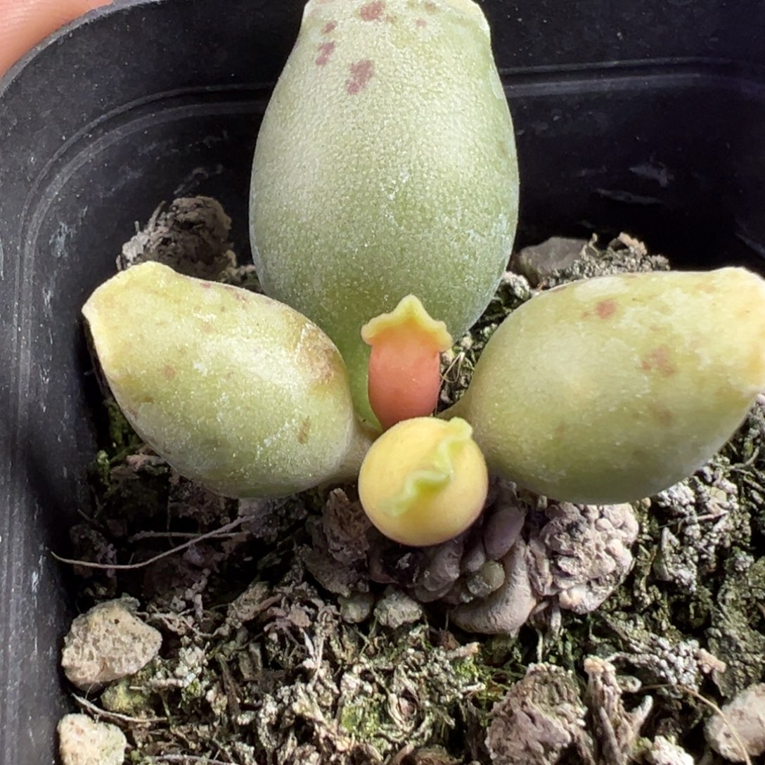 黄金海豹单头桩多肉植物水泡