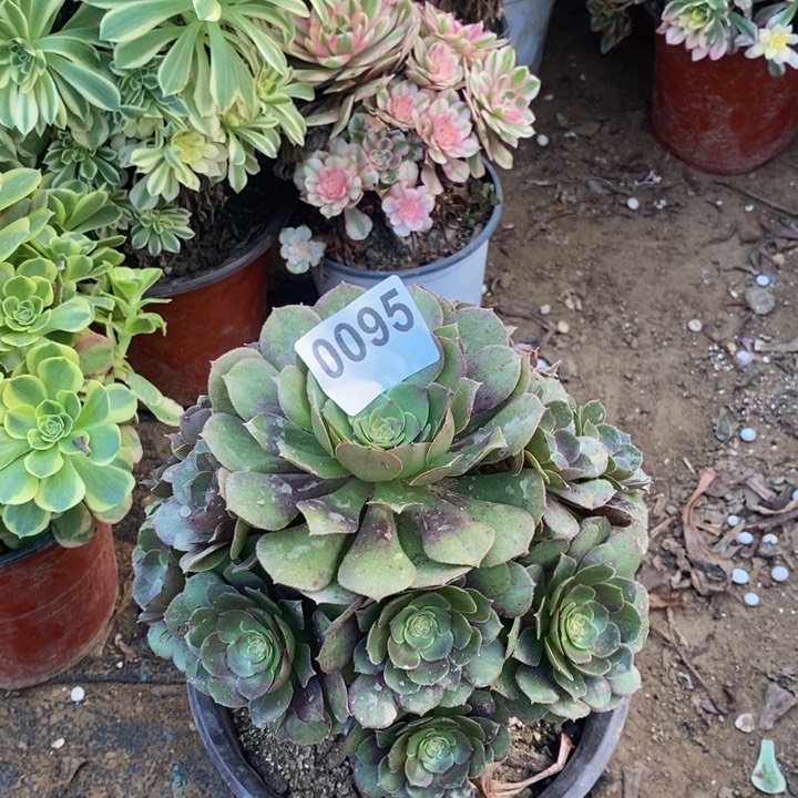 095万圣节手捧多肉法师