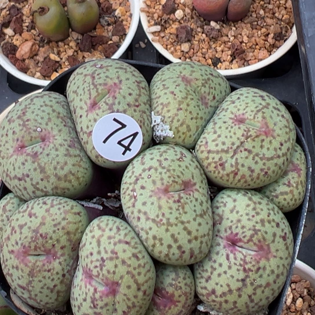 多肉植物111111111111111