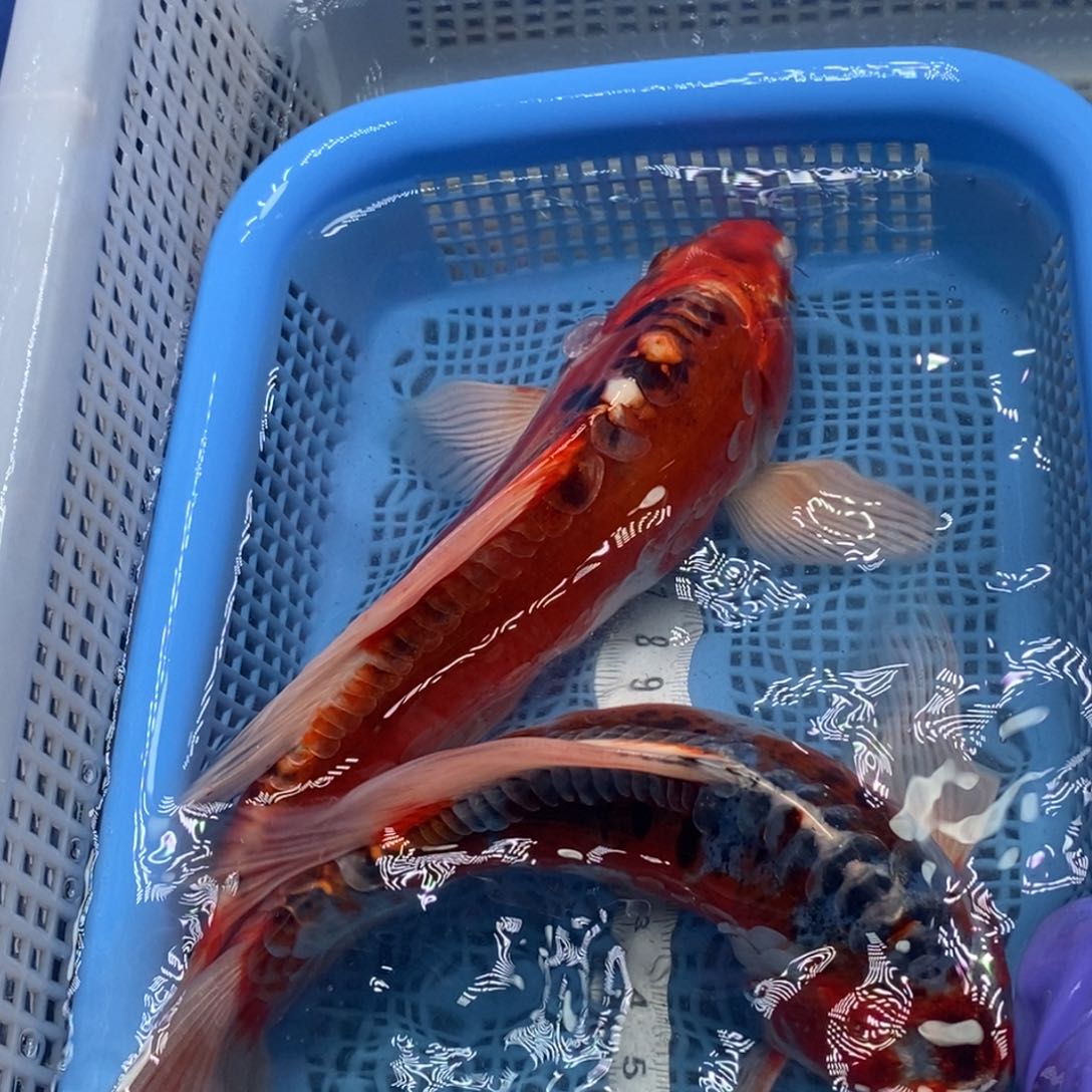 锦鲤冷水锦鲤包邮