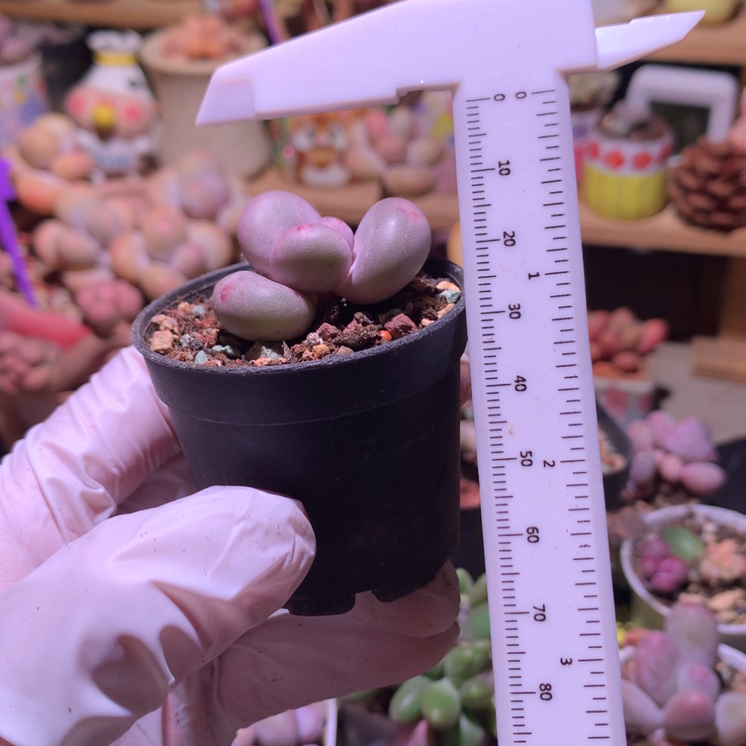 黄金鸡蛋大叶奶。