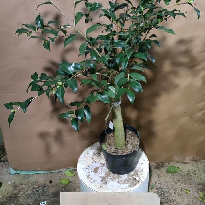 982茶花版糖果屋，原盆原土发货，不包邮