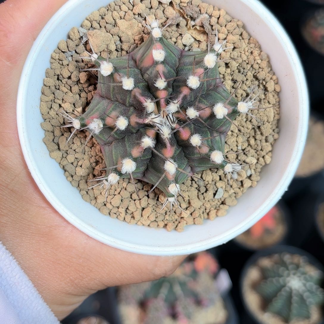 泰系实生米哈仙人球32号