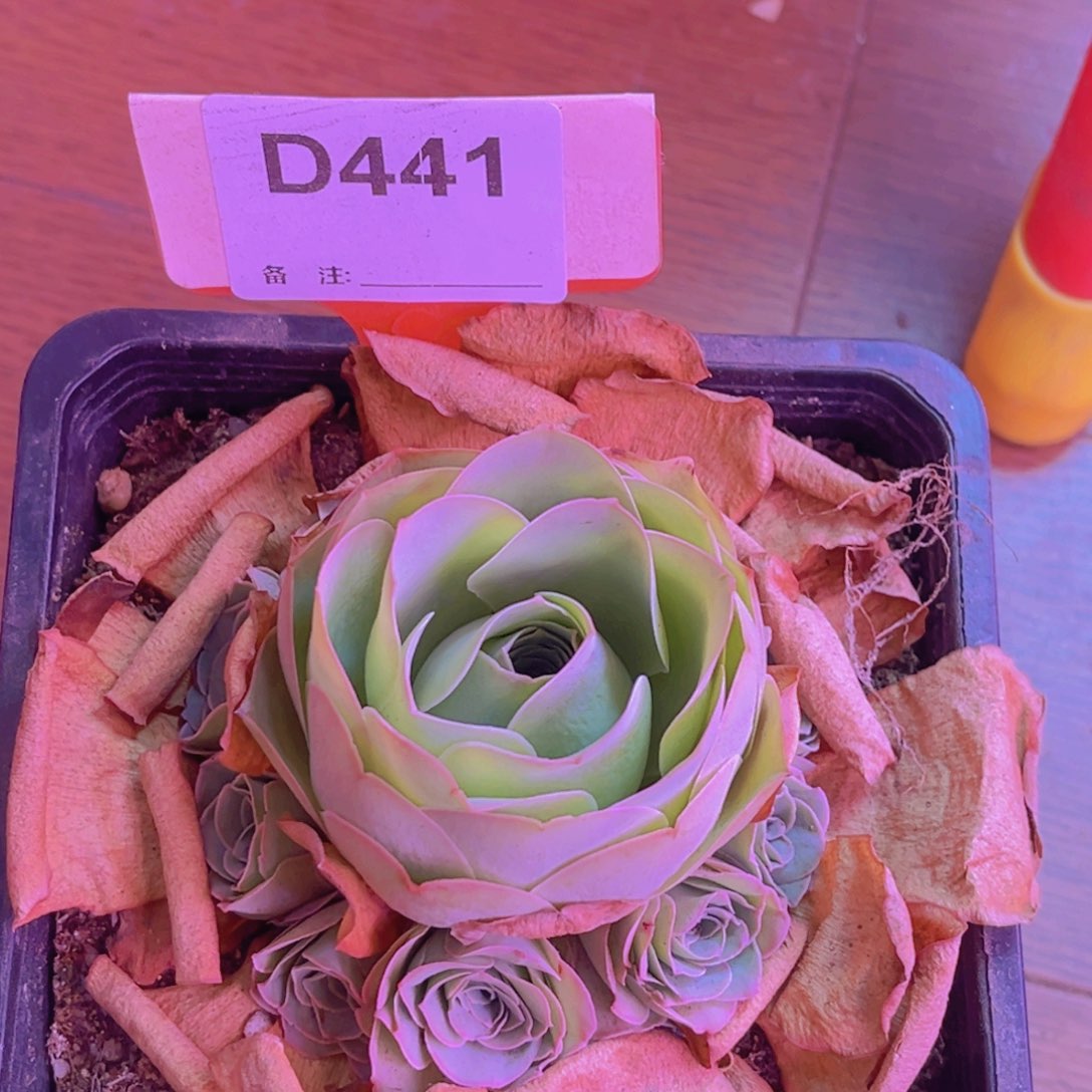 441山地玫瑰绿色