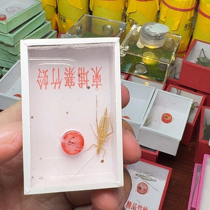 琼***爷蟋蟀柬埔寨竹林。     