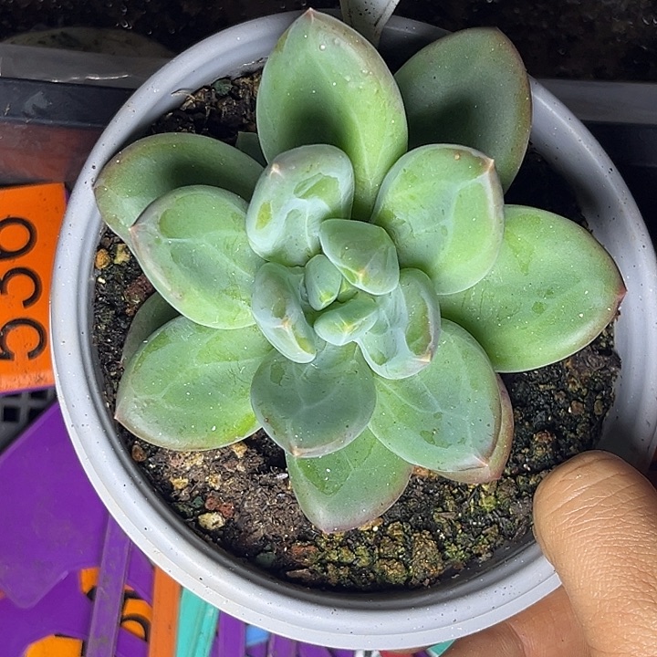 多肉植物圆叶海洋之歌675