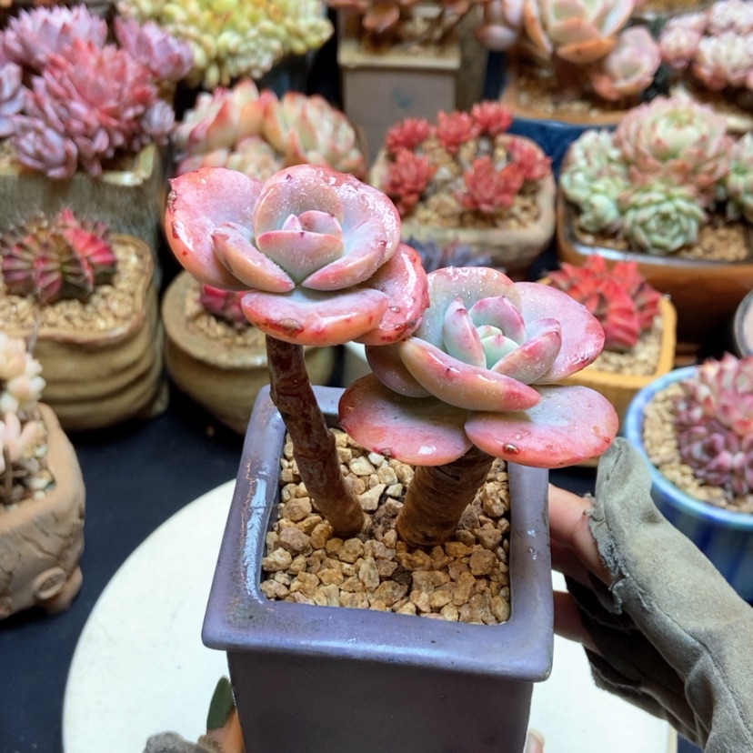 【闪购商品】丸叶白凤