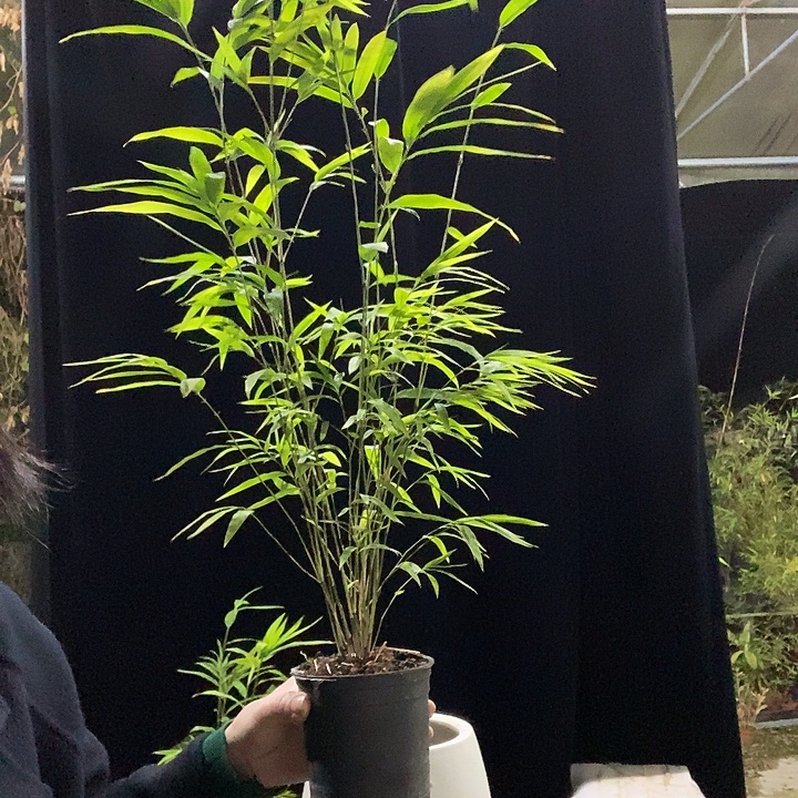 完全开放内门竹内门竹内门竹