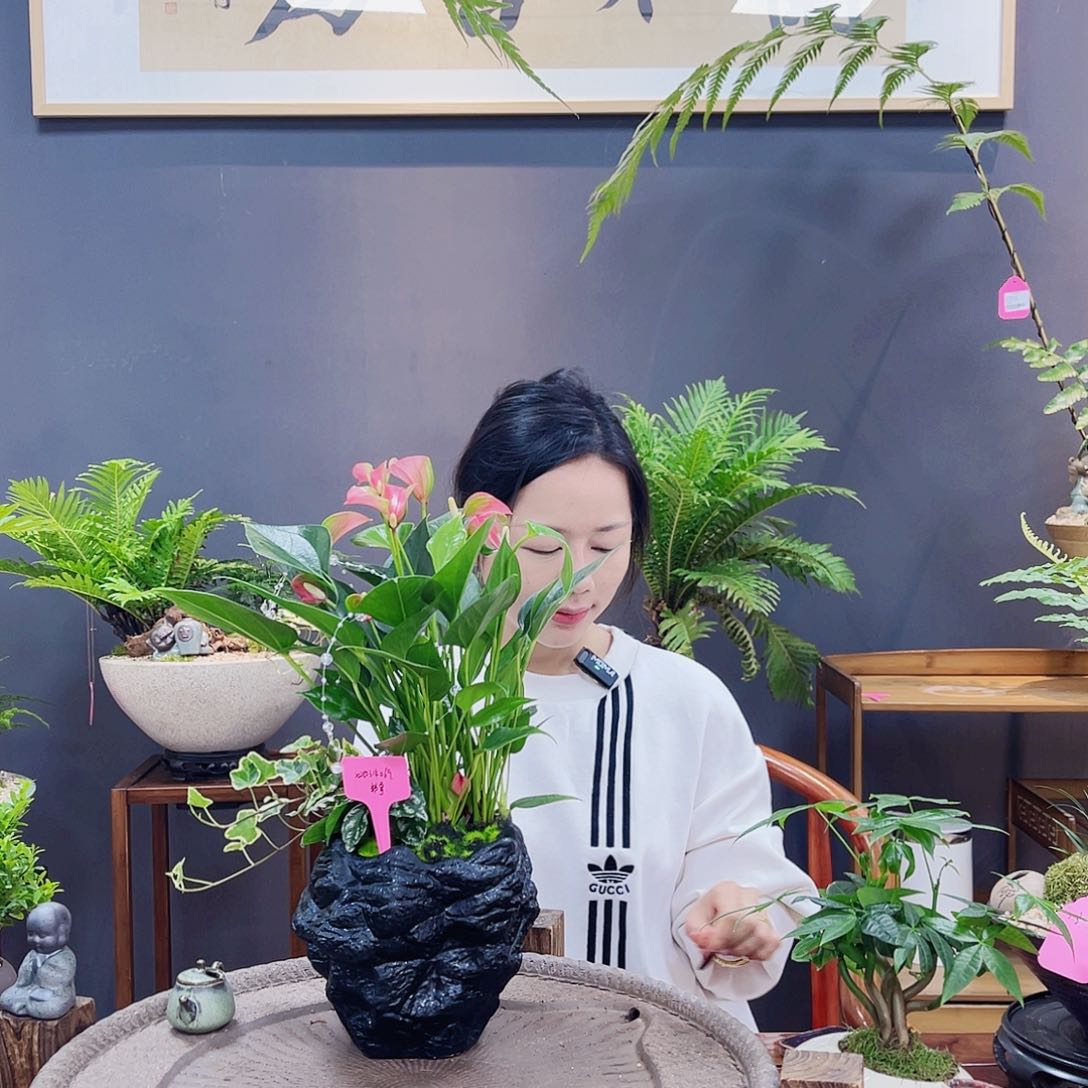 高端绿植一物一拍
