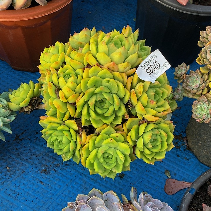 阿***姨   麦秆多肉07035