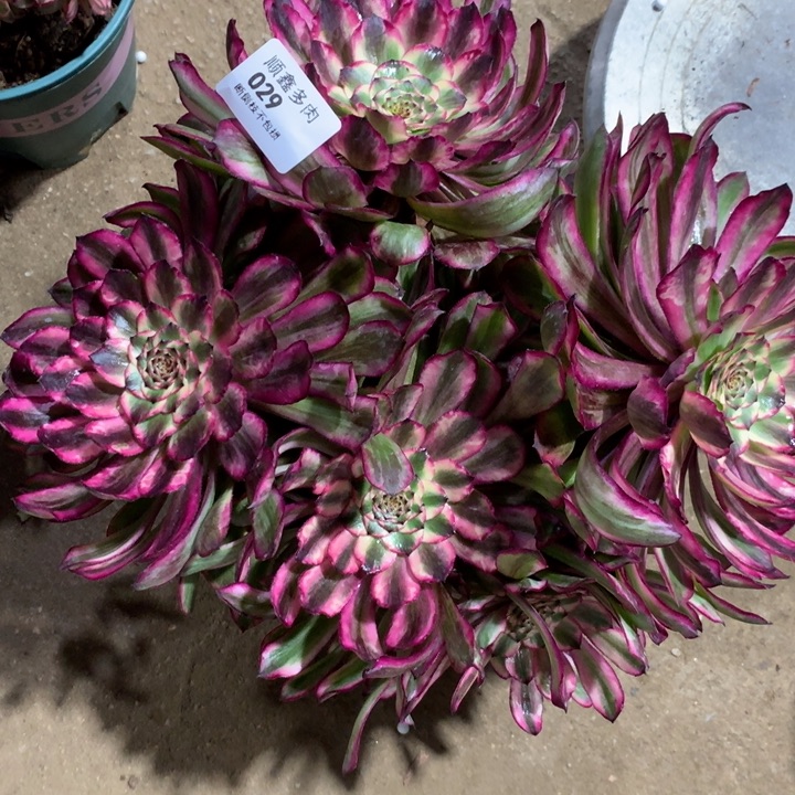 029紫铜多肉植物