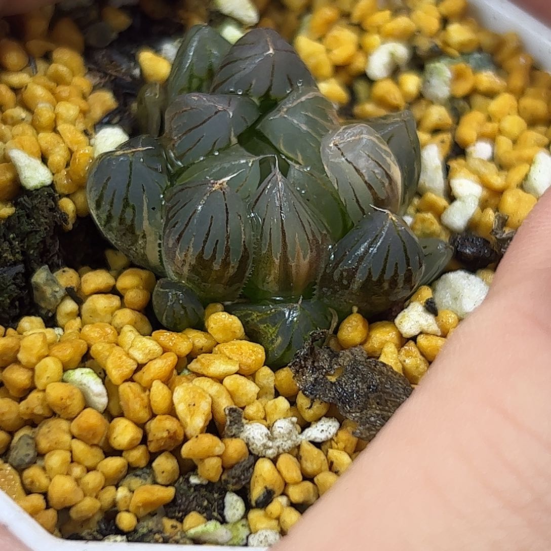 霓虹灯锦十二卷多肉植物