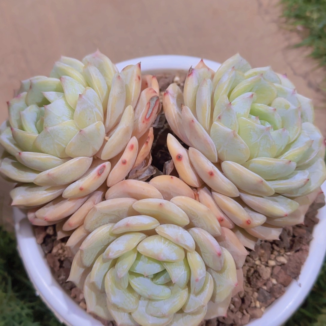 孜**下多肉植物多肉植物