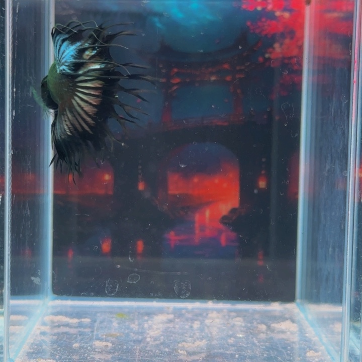 紫印母鱼哈哈真的是太喜欢啦嘻嘻