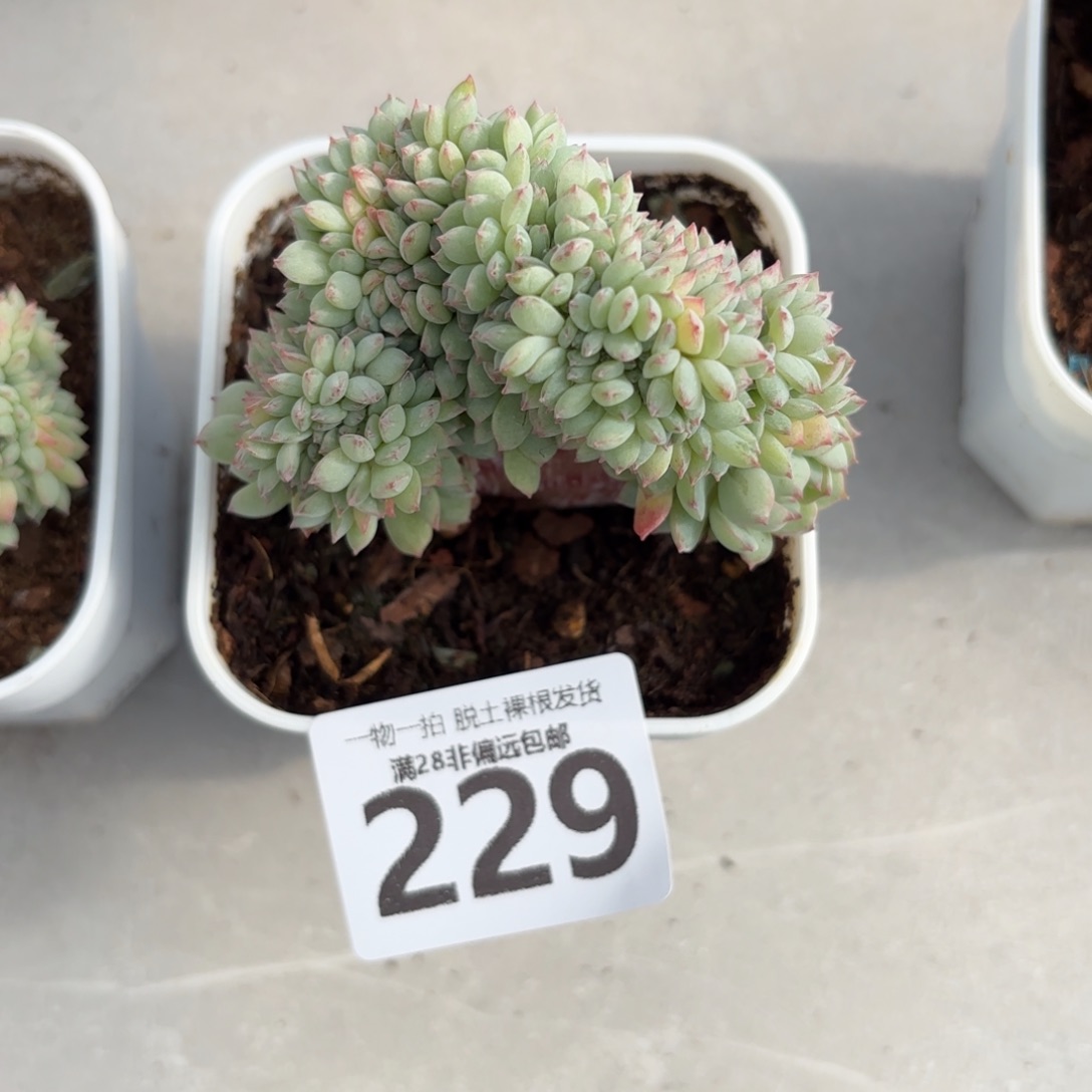 小粉梅缀无盆土发货