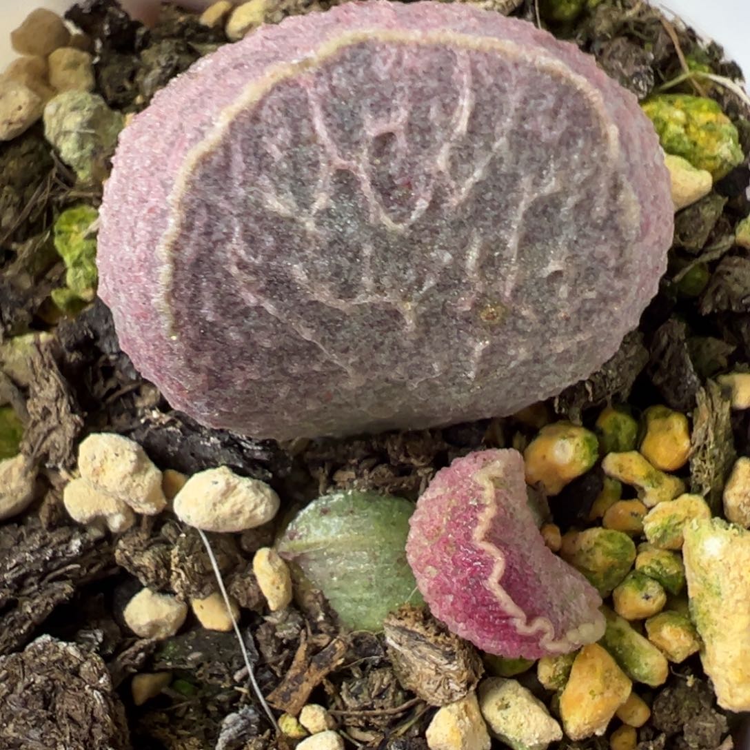 哈莫猪肝大苗多肉