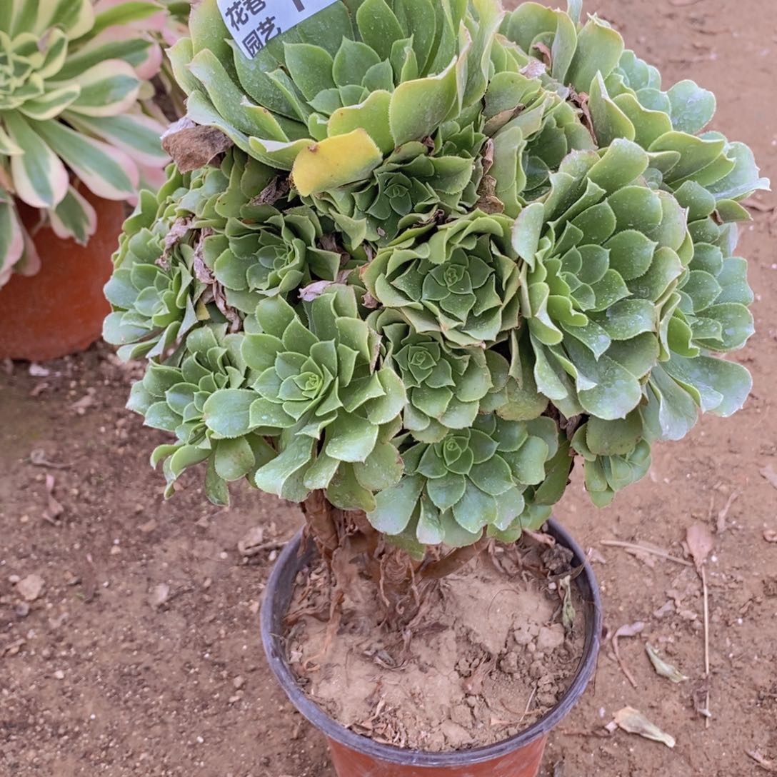 1031 号一物一拍多肉植物