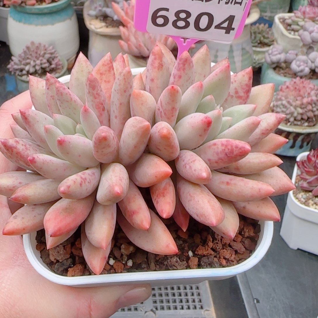 多肉6804…………………………