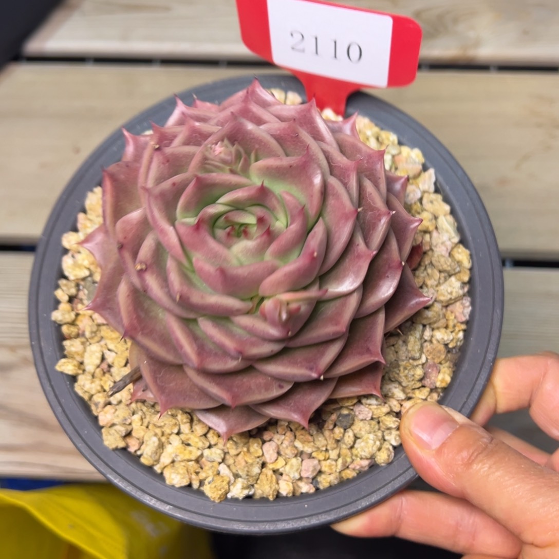 轻*ღ2110肉度哟多哦多哦