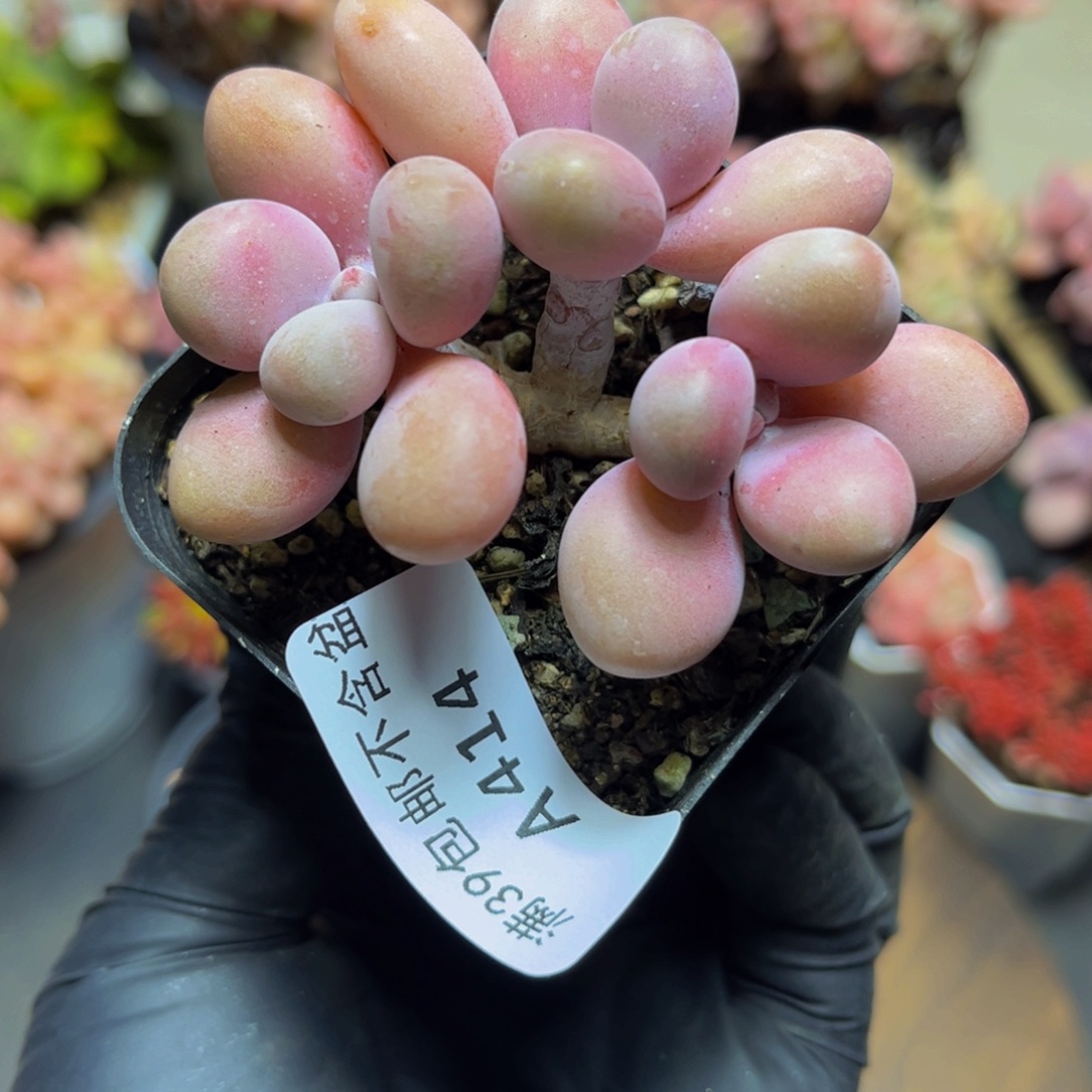 414老桩桃蛋7厘米多肉