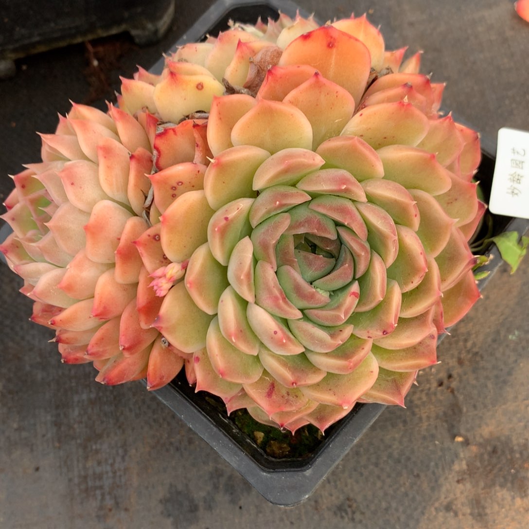 1316杂交精品基地13厘米