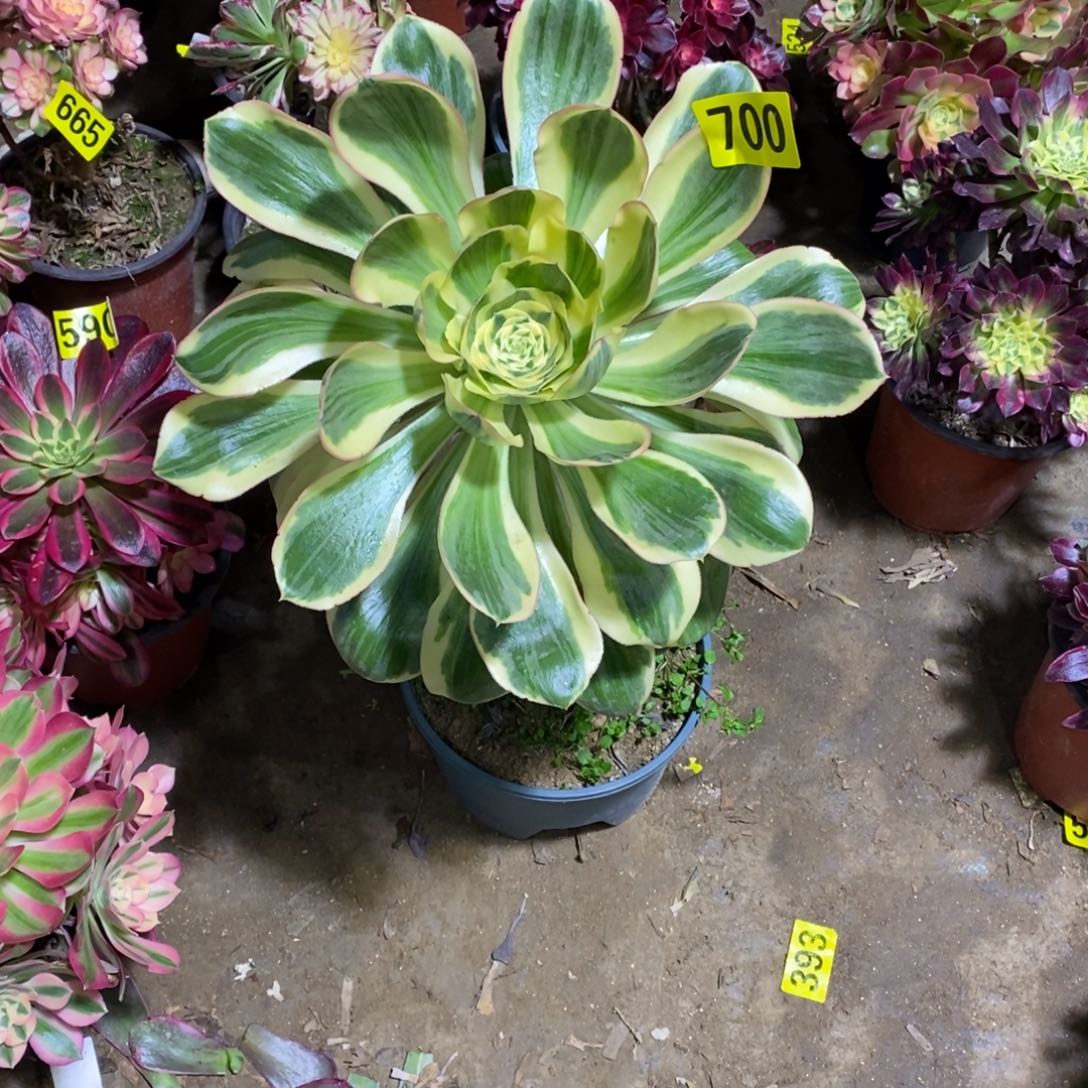 燕姿锦多肉法师700