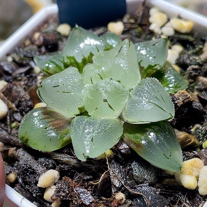 542冰玉鸾特选福利