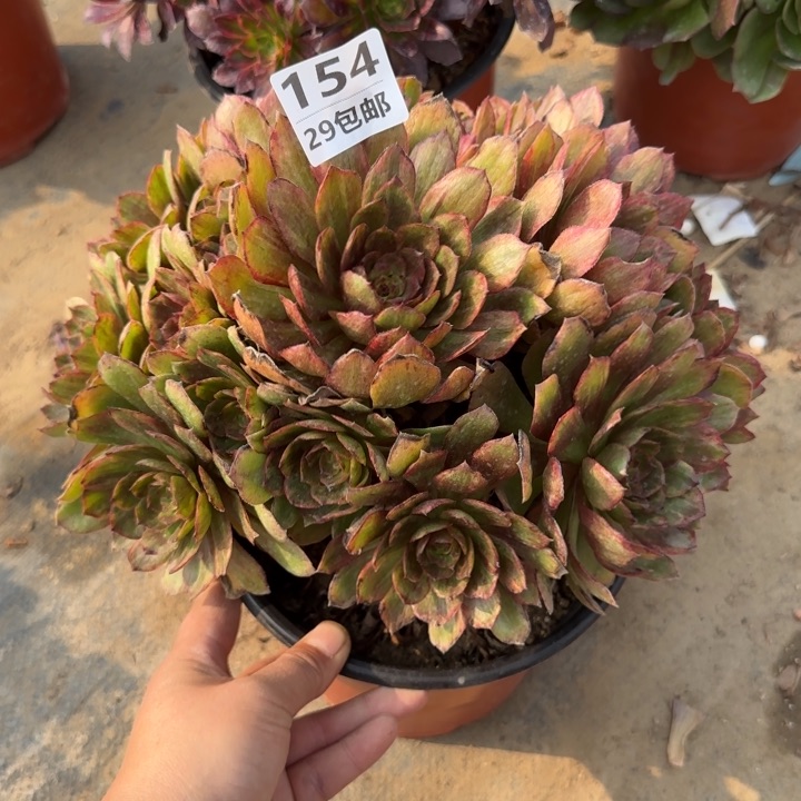 红丝绒……多肉植物……