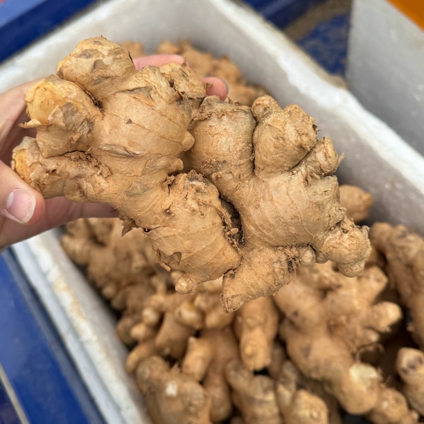 本地黄姜 新鲜直发