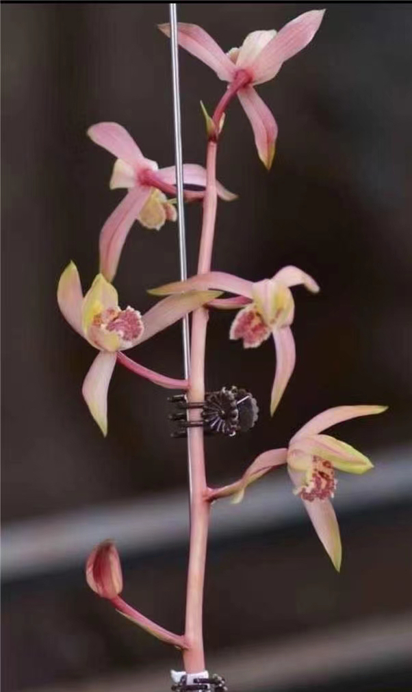 兰然养植春剑一杆多花浓香型一物一拍