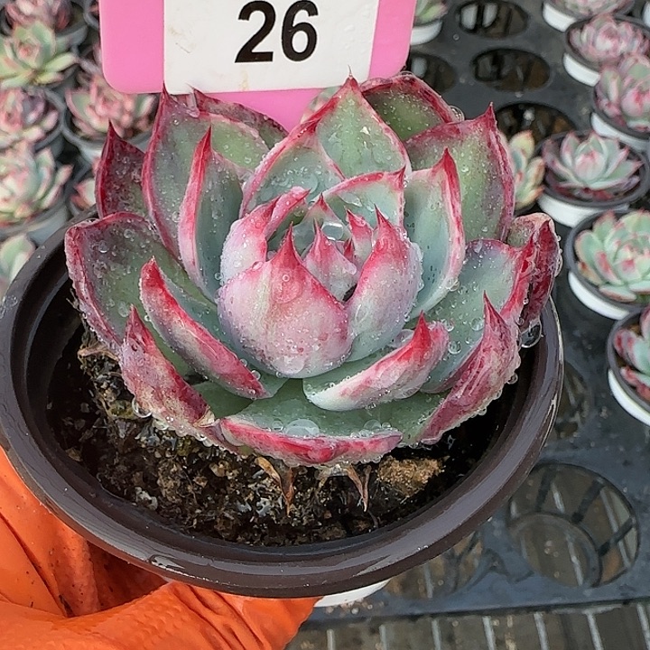 26 惊鸿仙子多肉植物6-9cm